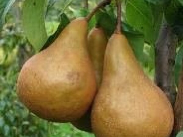 Kruška - Boskova bočica - sadnice