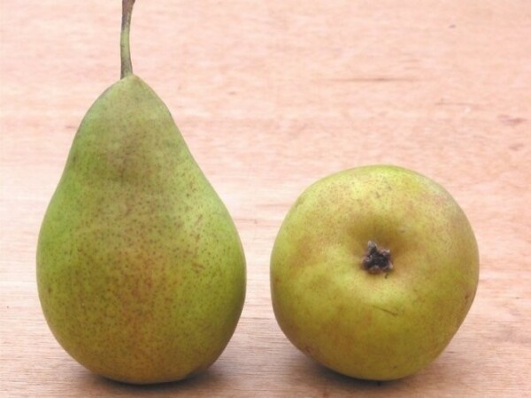 Kruška - Gelertova maslovka - sadnica