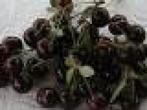 Višnja - Oblačinska - sadnice