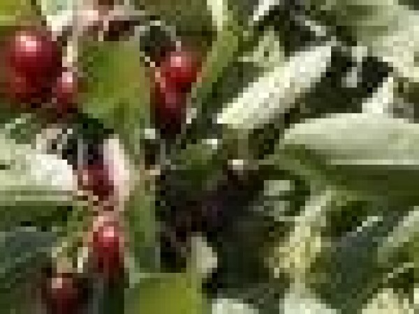 Višnja - Rexelle - sadnice