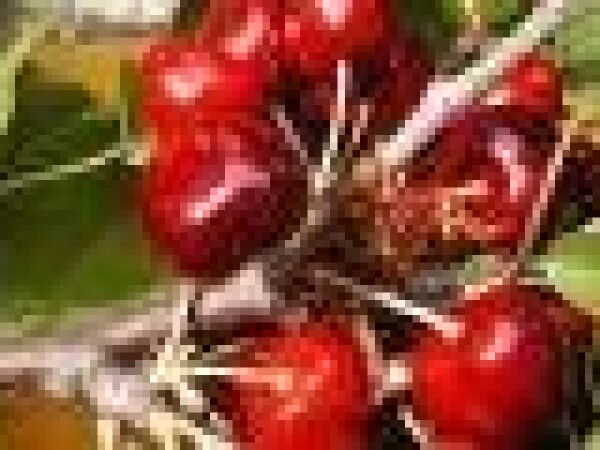 Trešnja - Early burlat - sadnice