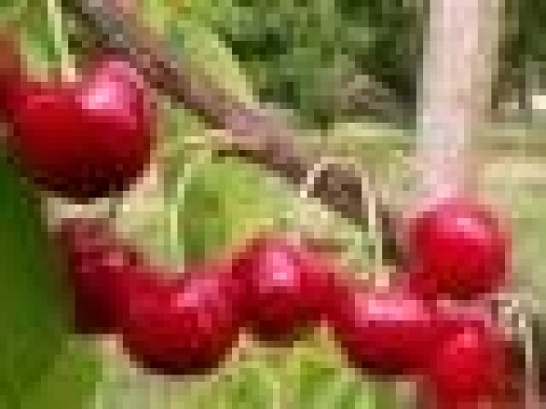 Trešnja – Giorgia - sadnice