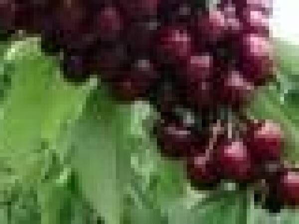 Trešnja - Lapins - sadnice