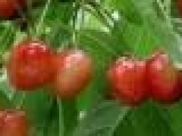 Trešnja - Majska rana - sadnice