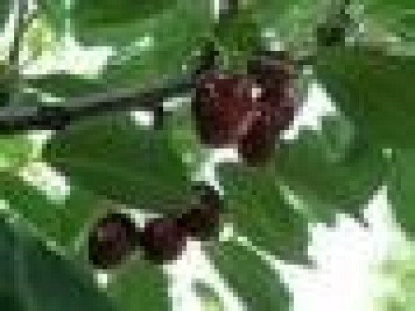 Trešnja - New star - sadnice