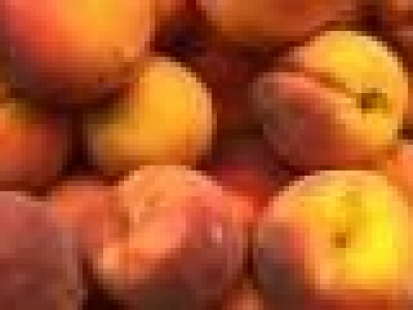 Breskva - Bonanza - sadnice