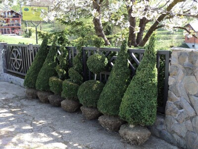 Šimšir, pušpan, buxus, rasadnik, ukrasno bilje