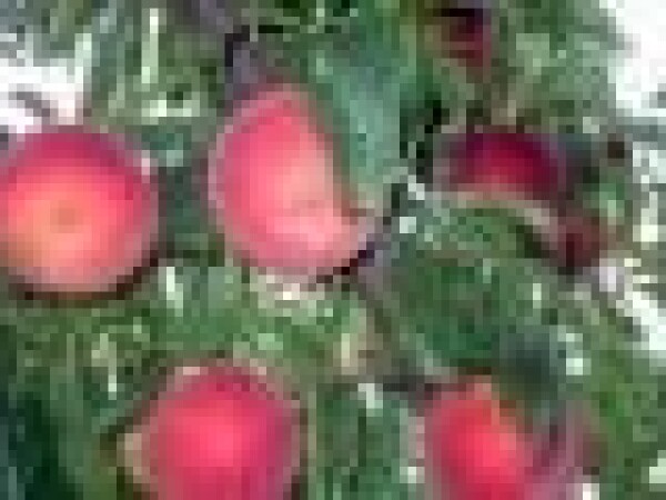 Breskva - Crest haven - sadnice