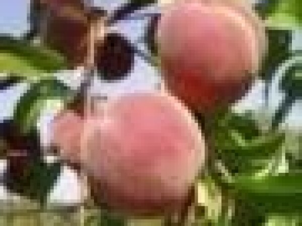 Breskva - Glohaven - sadnica