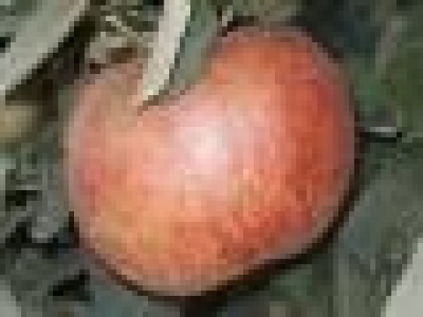 Jabuka - Roter boscoop - sadnice