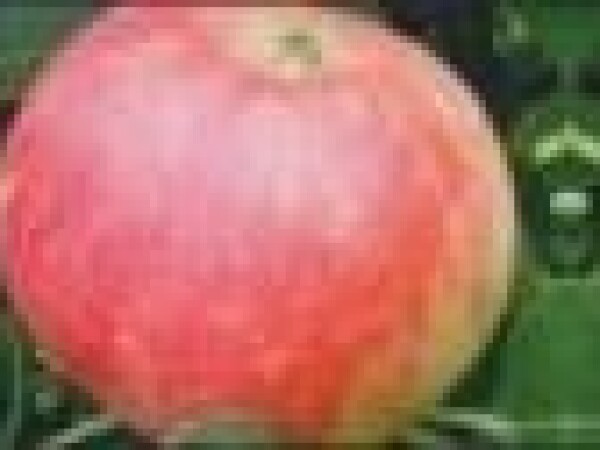 Jabuka - Stark earlist - sadnice