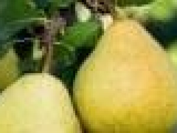 Kruška - Grand champion - sadnice