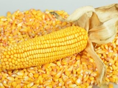 DKC5031 hibrid kukuruza, FAO 400