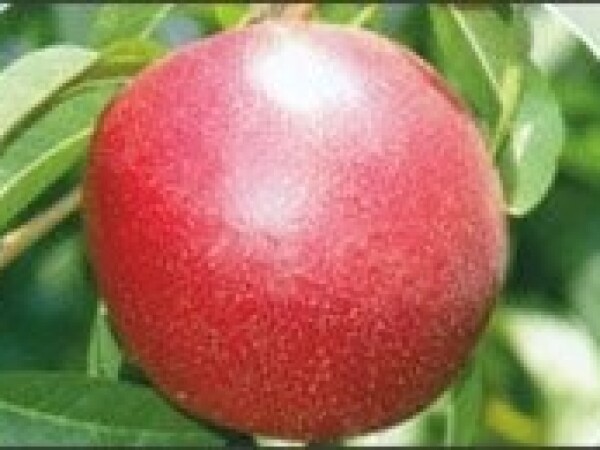 Nektarina - Stark red gold - sadnice