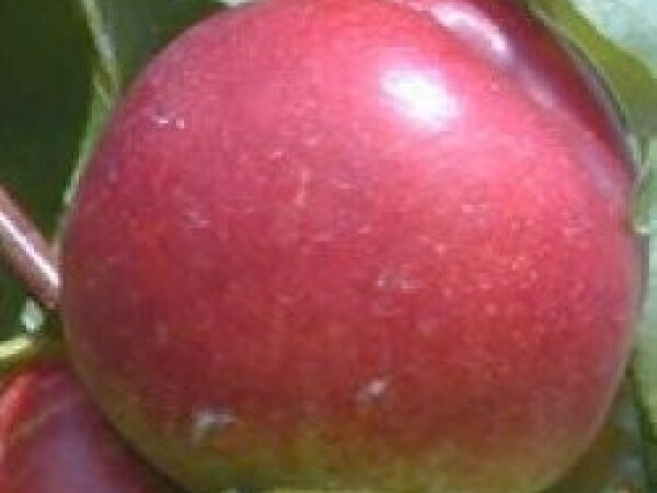 Nektarina - Caldesi 2010 - sadnice