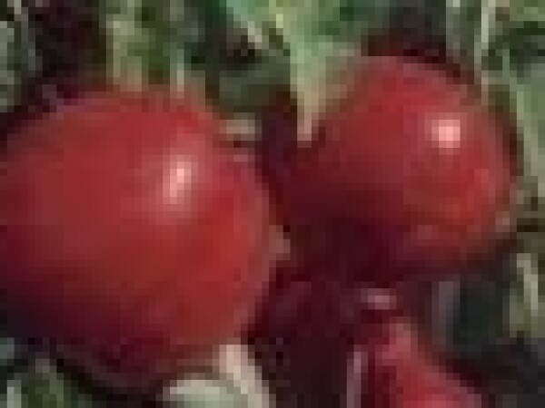 Nektarina - Caldesi 2020 - sadnice