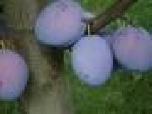 Šljiva - President - sadnice