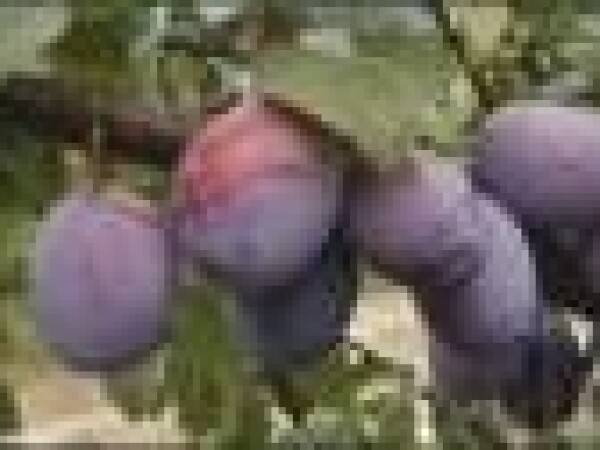 Šljiva - Čačanska  ljepotica - sadnice