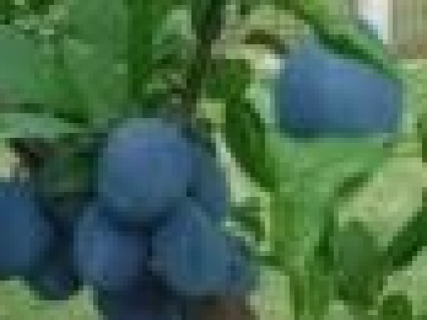 Šljiva - Čačanska najbolja - sadnice