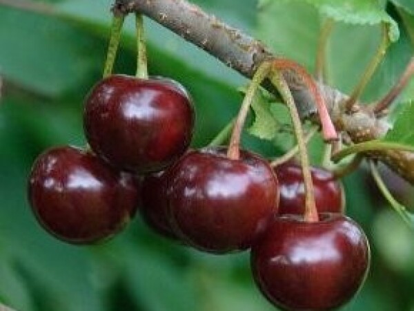 Višnja - Hajmanova konzervna - sadnice