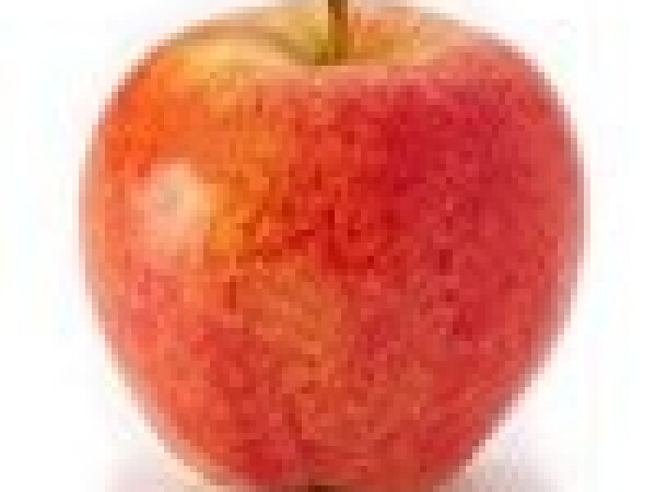 Sadnica jabuke - Slavonska srčika