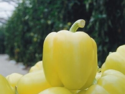 Paprika Blondy - 500 sjemena