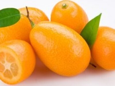 Kumquat višegodišnja sadnica