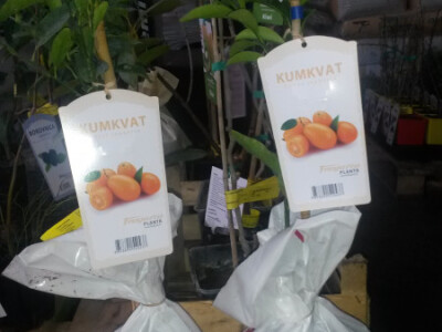Kumquat višegodišnja sadnica