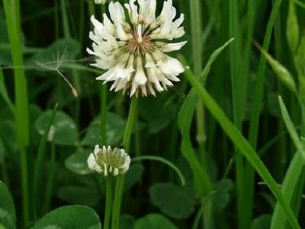 Bijela djetelina - Sjeme