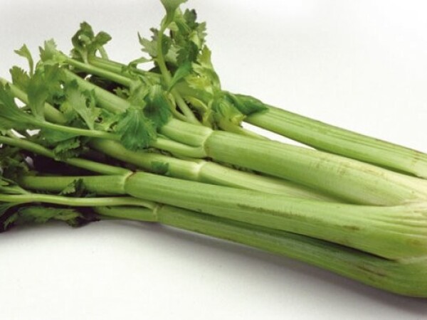 Celer Dijamant - 10.000 sjemena