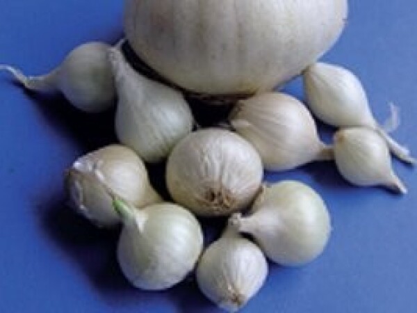 Luk Majski srebrenac - 25 kg sjemena