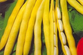 Grah mahunar - 200 g sjeme Ad image