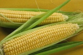 Kukuruz šečerac  Sjeme Ad image