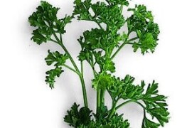 Peršin ARAT - 50g sjemena Ad image