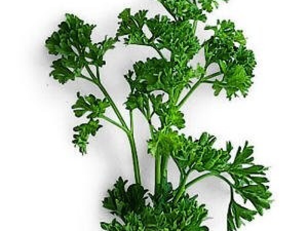 Peršin ARAT - 50g sjemena