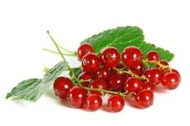 Ribizla sadnica Ad image
