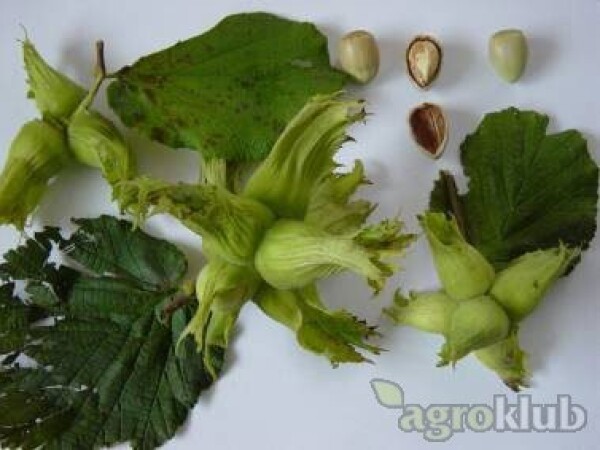 Lijeska - Istarski dugi - sadnice