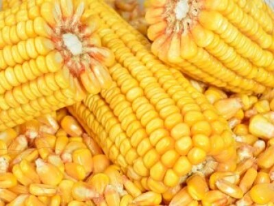 DKC5222 hibrid kukuruza, FAO 470