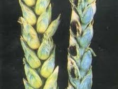 TILLECUR - PREVENCIJA SMRDLJIVE SNIJETI