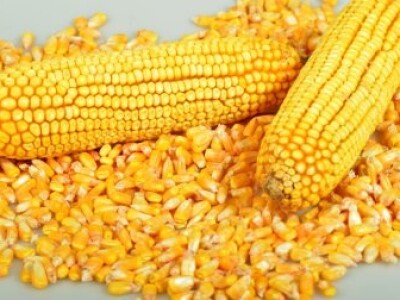 DKC5276 hibrid kukuruza, FAO 400