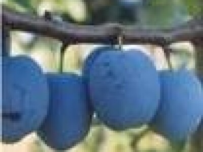 Šlljiva Čačanska ljepotica