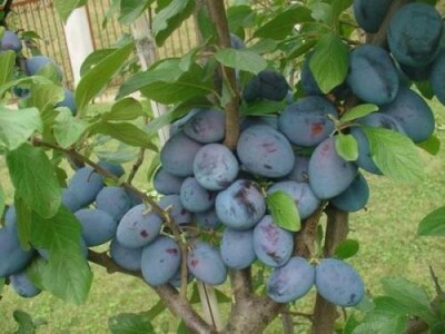 Šlljiva Čačanska ljepotica