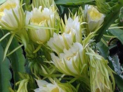 Pitahaya, Pitaya, Zmajevo voće - sjemenke