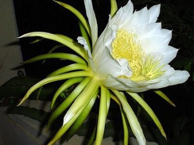 Pitahaya, Pitaya, Zmajevo voće - sjemenke