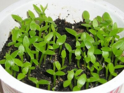 Pitahaya, Pitaya, Zmajevo voće - sjemenke