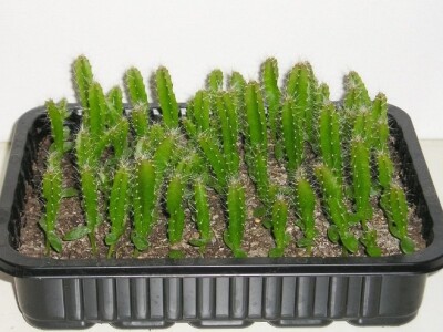 Pitahaya, Pitaya, Zmajevo voće - sjemenke