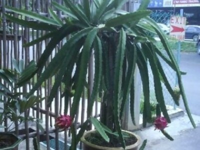 Pitahaya, Pitaya, Zmajevo voće - sjemenke