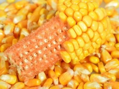 DKC5401 hibrid kukuruza, FAO 550