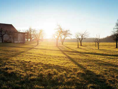 Modrim uljem zaštitite svoje voćnjake i vinograde!