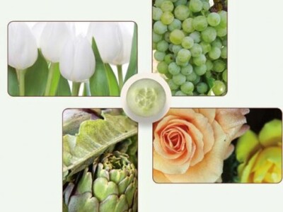 NOVO - PROMOT®WP - PROTIV BOLESTI POLIJEGANJA